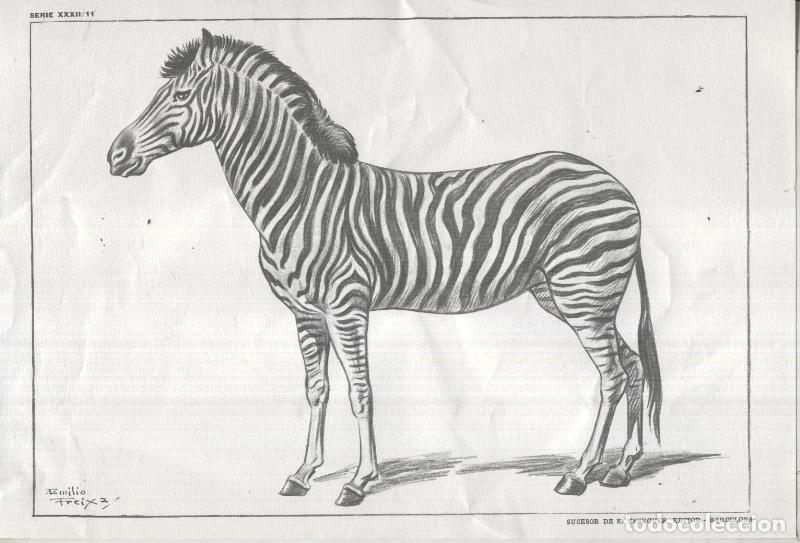 Cartoline: Lamina Emilio Freixas numerada 11: Cebra - Varios