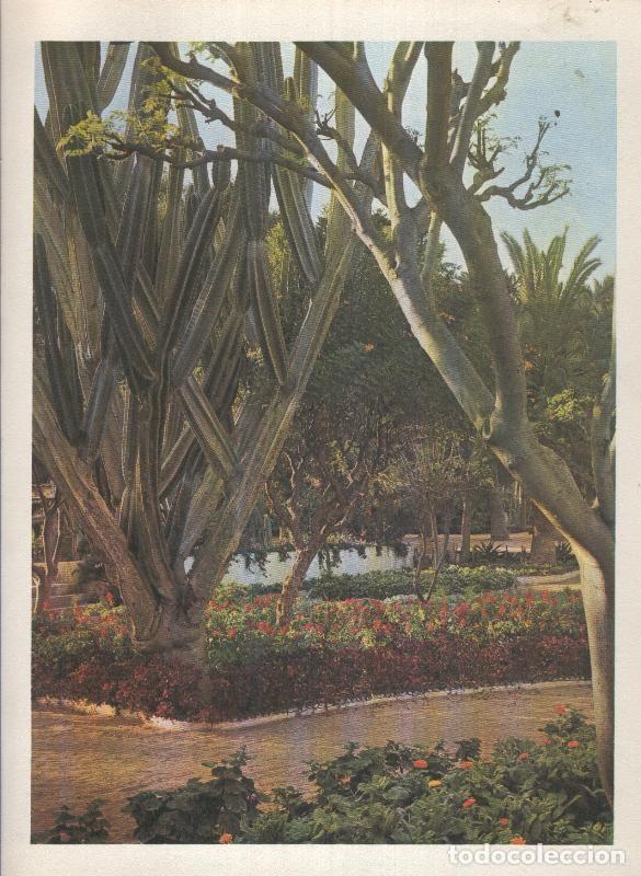 Postais: Gran Canaria: Lamina 20: Parque de Doramas - Varios