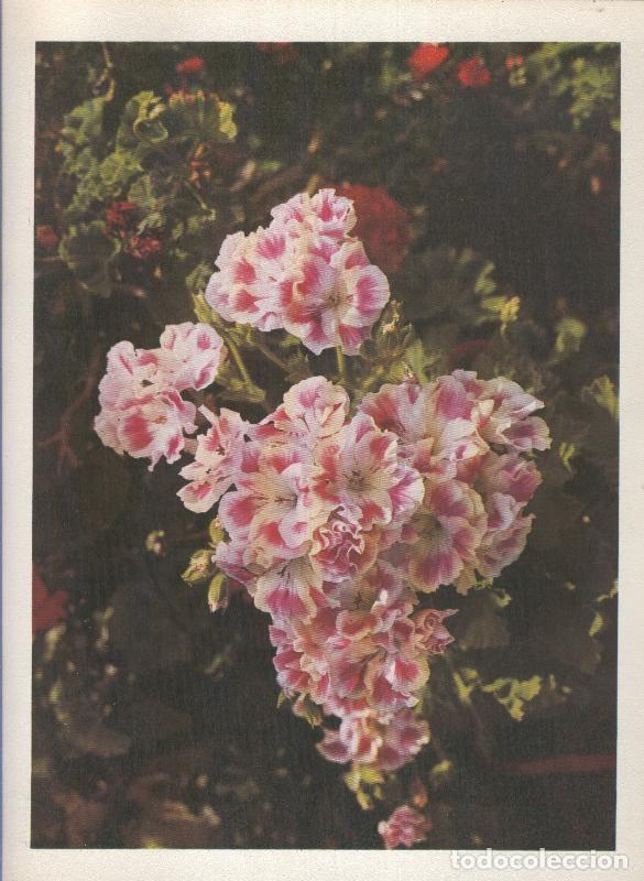 Postais: Gran Canaria: Lamina 24: Pelargonium - Varios