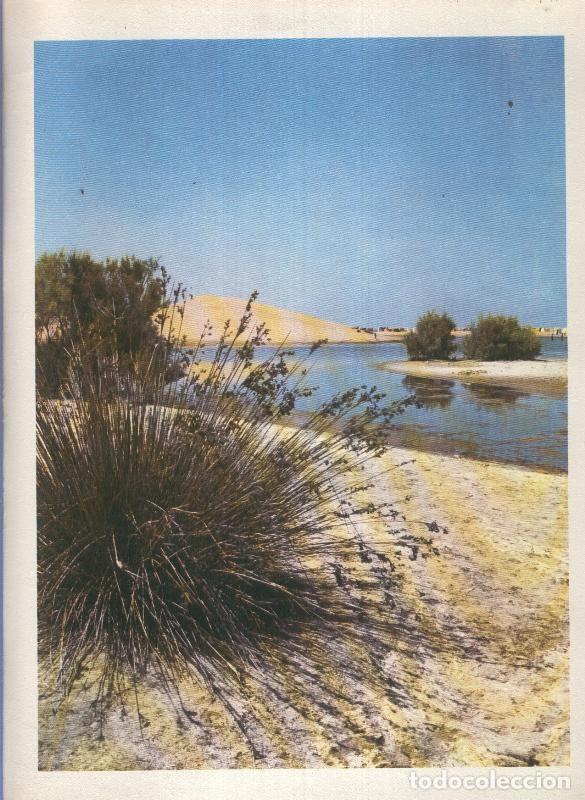 Postcards: Gran Canaria: Lamina 47: Albufera de Maspalomas - Varios