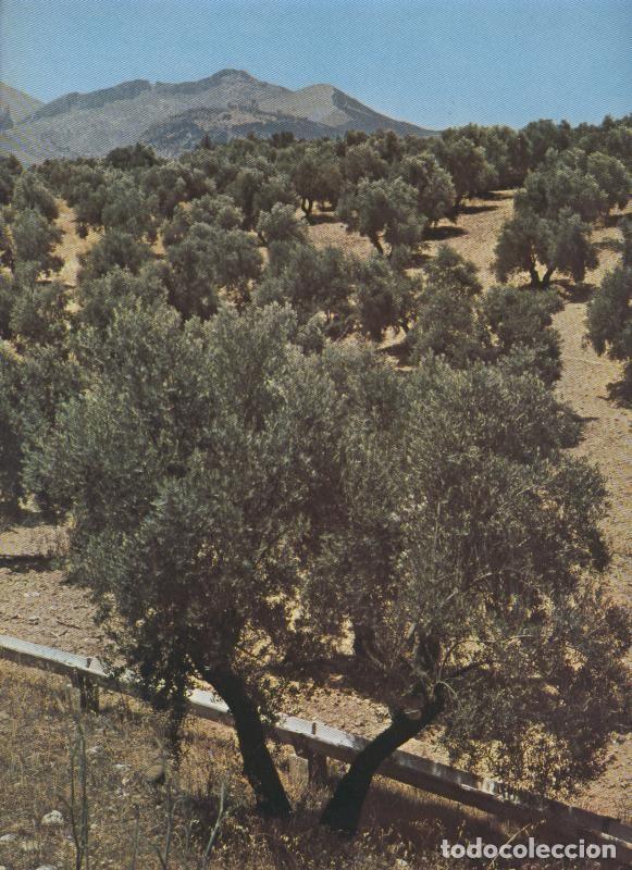 Postales: Olivares de Jaen - Varios