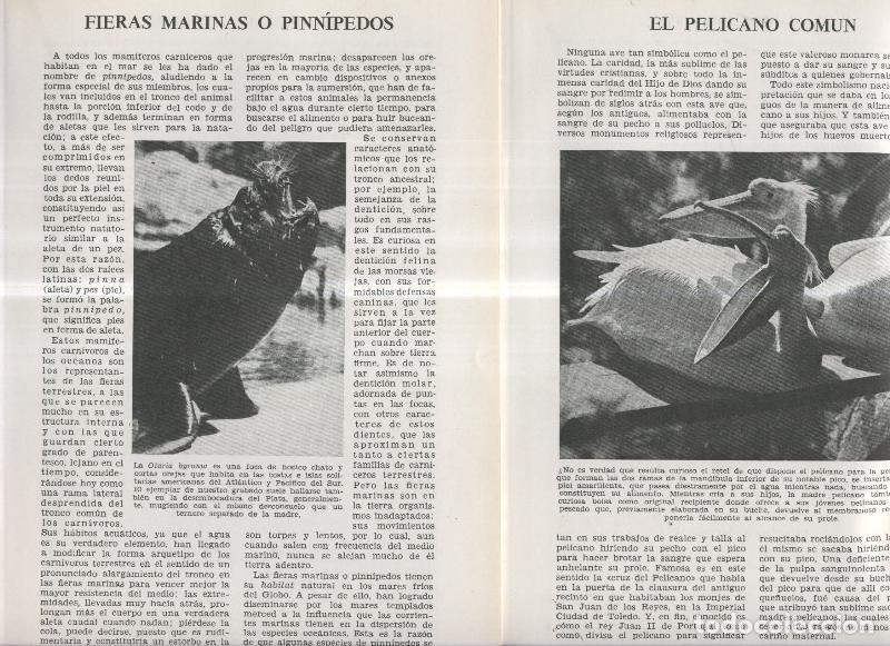 Postcards: Fieras marinas o pinnipedos - Varios