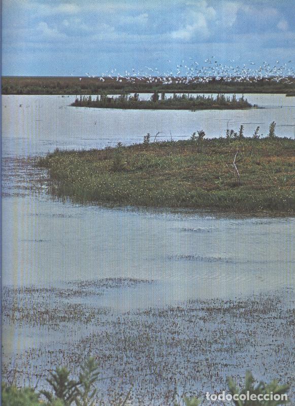 Postales: Album Grafico de Espa&ntilde;a lamina 74: Coto Do&ntilde;ana, Huelva - Varios