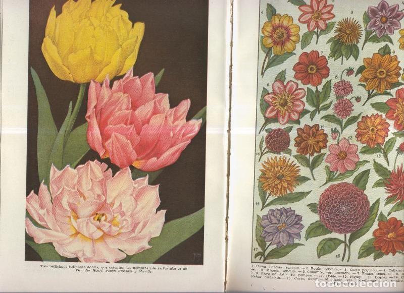 Cartoline: Las reinas del jardin: Las flores - Varios