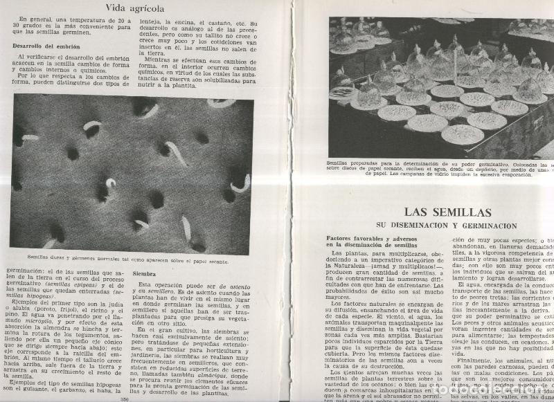 Postkarten: Las semillas, su diseminacion y germinacion - Varios