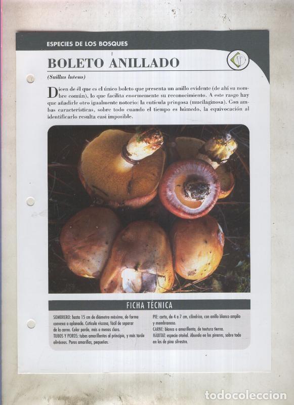 Postkarten: Bolets ficha 004: Boleto anillado (suillus luteus) - Varios