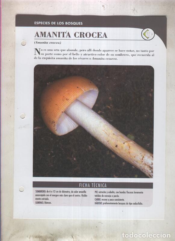 Postkarten: Bolets ficha 001: Amanita Crocea (amanita crocea) - Varios