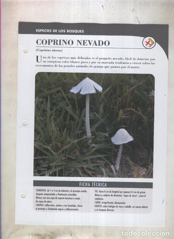 Postkarten: Bolets ficha 009: Coprino nevado (coprinus niveus) - Varios