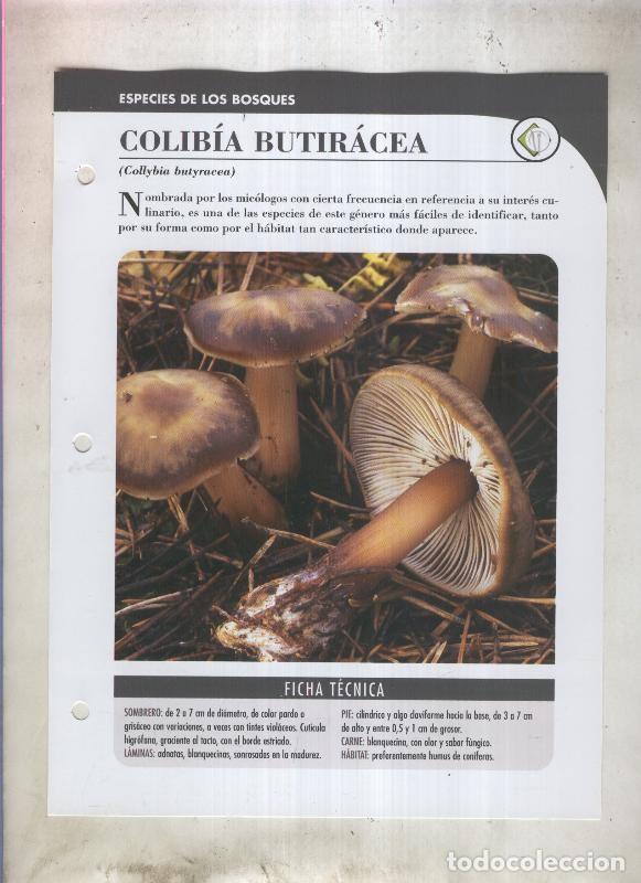 Postkarten: Bolets ficha 006: Colibia Butiracea (Collybia butyracea) - Varios