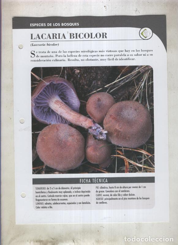 Postkarten: Bolets ficha 015: Lacaria Bicolor (laccaria bicolor) - Varios