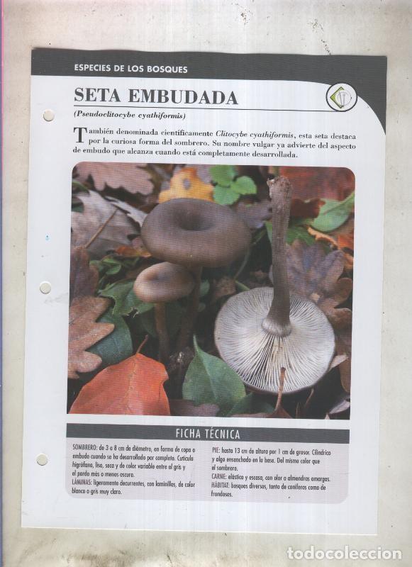 Postkarten: Bolets ficha 011: Seta embudada (Pseudoclitocybe cyathiformis) - Varios