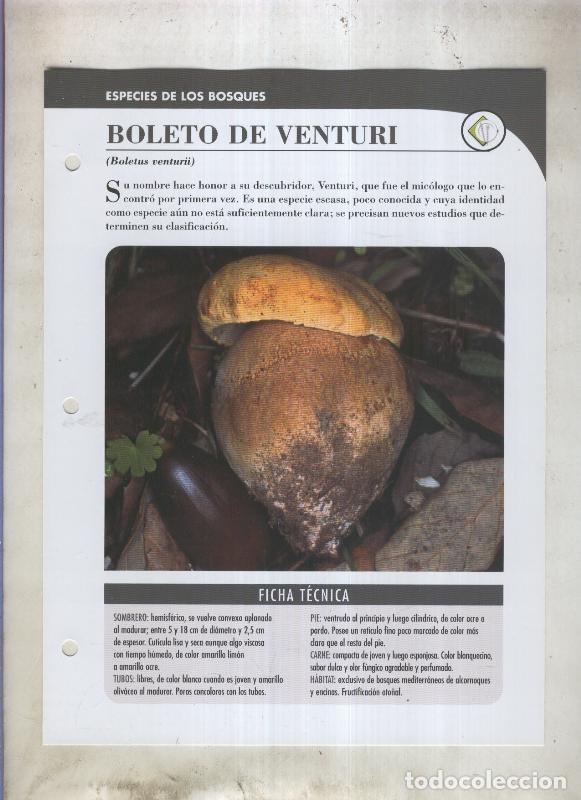 Postkarten: Bolets ficha 017: Boleto de venturi (Boletus venturii) - Varios