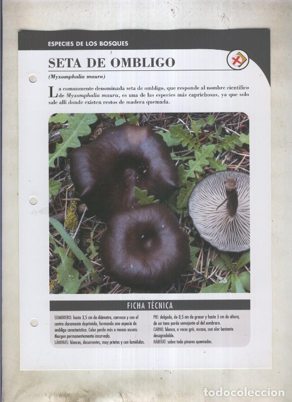 Postkarten: Bolets ficha 029: Seta de ombligo (Myxomphalia maura) - Varios