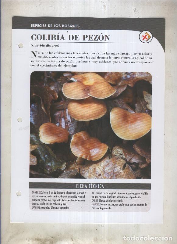 Postkarten: Bolets ficha 023: Colibia de Pezon (Collybia distorta) - Varios