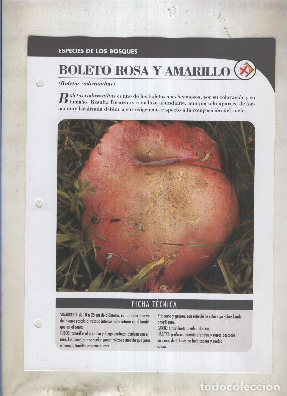 Postkarten: Bolets ficha 035: Boleto rosa y amarillo (Boletus rodoxanthus) - Varios