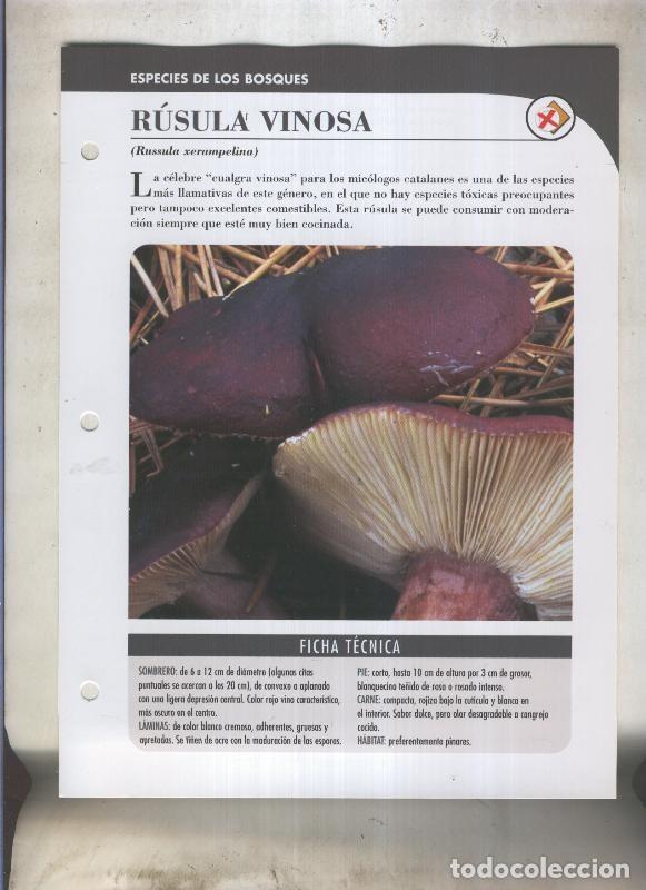 Postkarten: Bolets ficha 032: Rusula vinosa (Russula xerampelina) - Varios