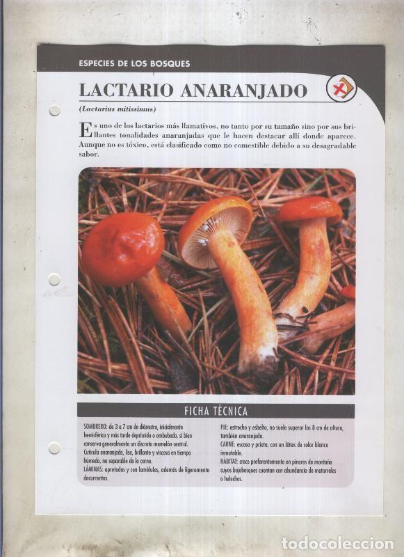 Postkarten: Bolets ficha 037: Lactario anaranjado (Lactarius mitissimus) - Varios