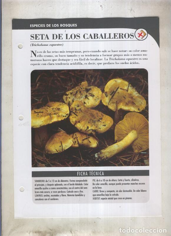 Postkarten: Bolets ficha 041: Seta de los caballeros (Tricholoma equestre) - Varios