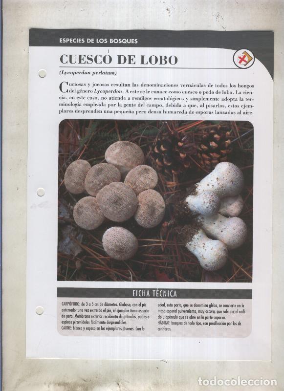 Postkarten: Bolets ficha 043: Cuesco de lobo (Lycoperdon perlatum) - Varios