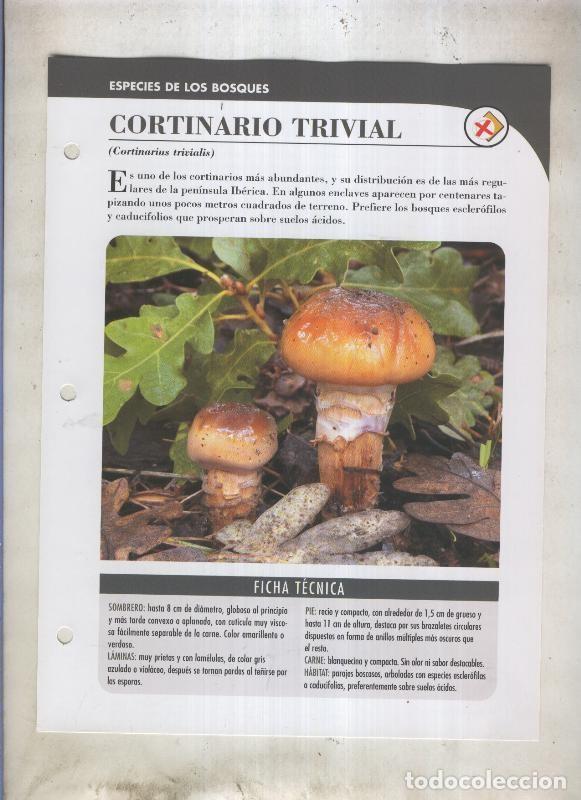 Postales: Bolets ficha 048: Cortinario trivial (Cortinarius trivialis) - Varios