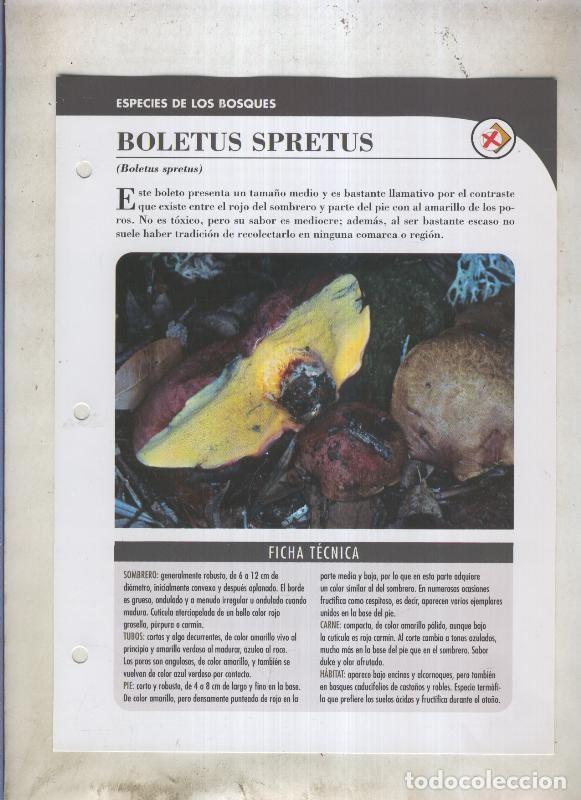 Postkarten: Bolets ficha 050: Boletus spretus (Boletus spretus) - Varios