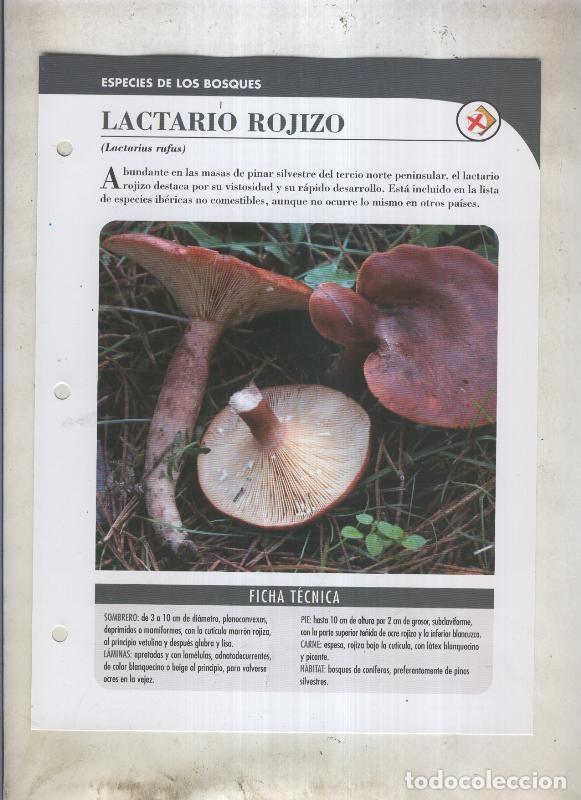 Postkarten: Bolets ficha 057: Lactario rojizo (Lactarius rufus) - Varios