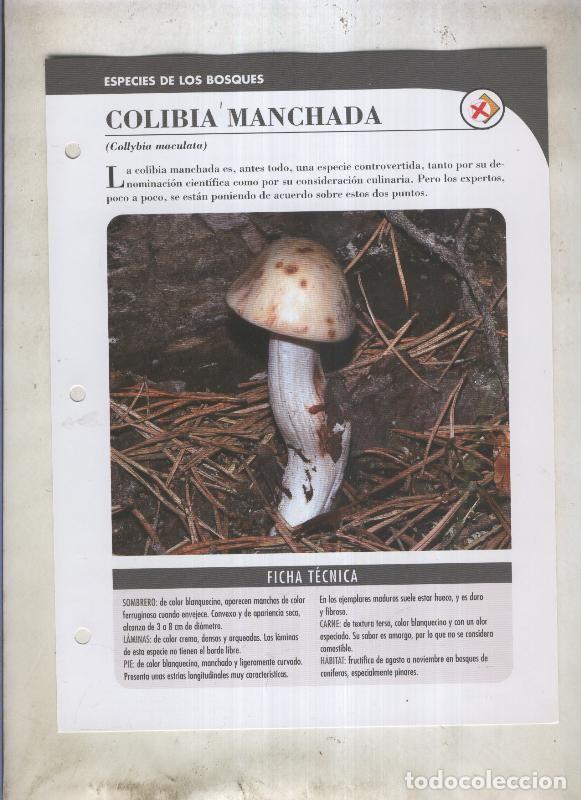 Postkarten: Bolets ficha 061: Colibia manchada (Collybia maculata) - Varios