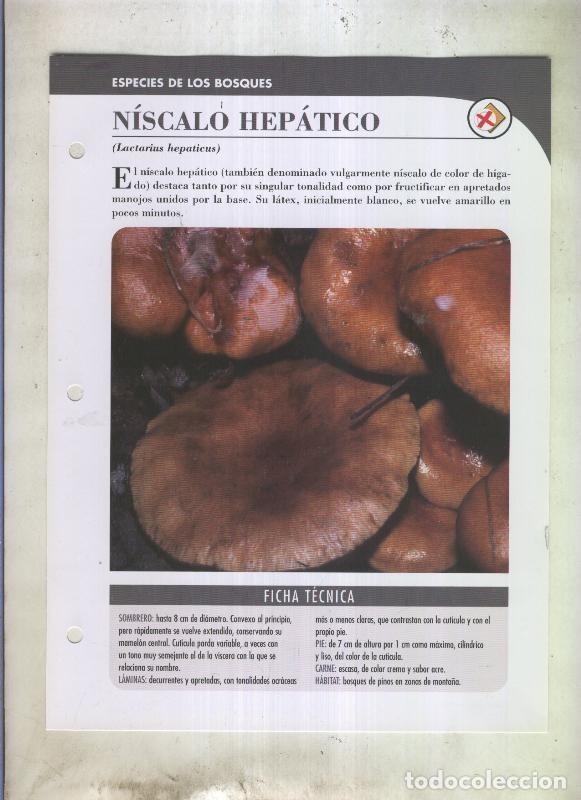 Postkarten: Bolets ficha 066: Niscalo hepatico (Lactarius hepaticus) - Varios