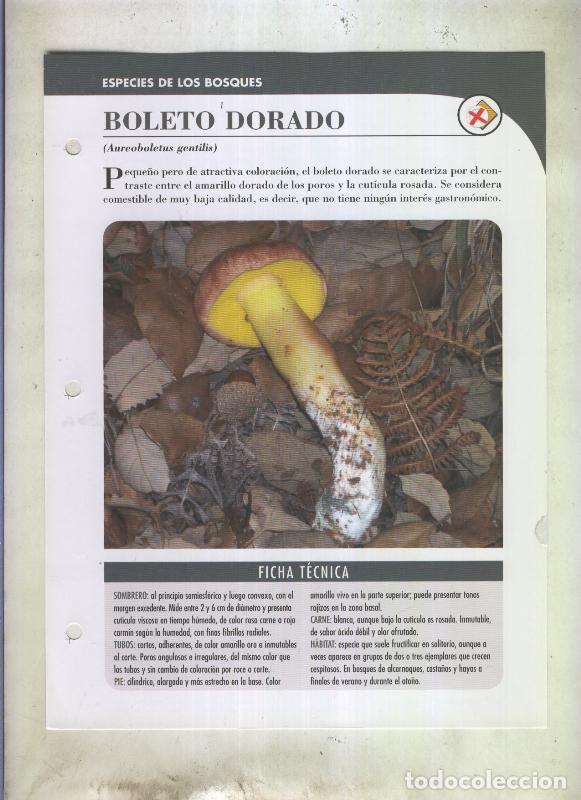 Postkarten: Bolets ficha 068: Boleto dorado (Aureoboletus gentilis) - Varios