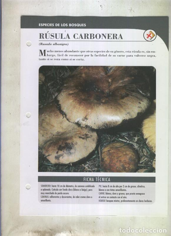 Postkarten: Bolets ficha 074: rusula carbonera (Russula albonigra) - Varios