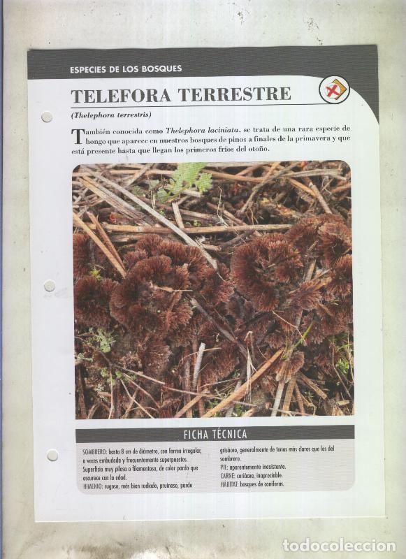 Postkarten: Bolets ficha 081: Telefora terrestre (Thelephora terrestris) - Varios