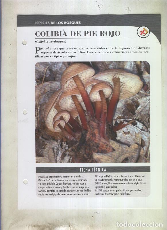 Postkarten: Bolets ficha 076: Colibia de pie rojo (Collybia erythropus) - Varios