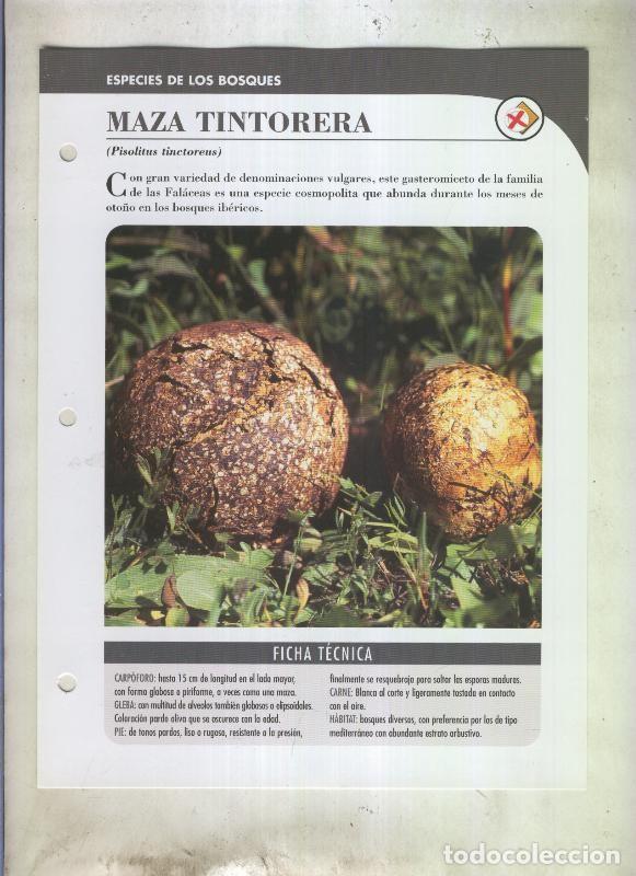 Postkarten: Bolets ficha 083: Maza tintorera (Pisolitus tinctoreus) - Varios