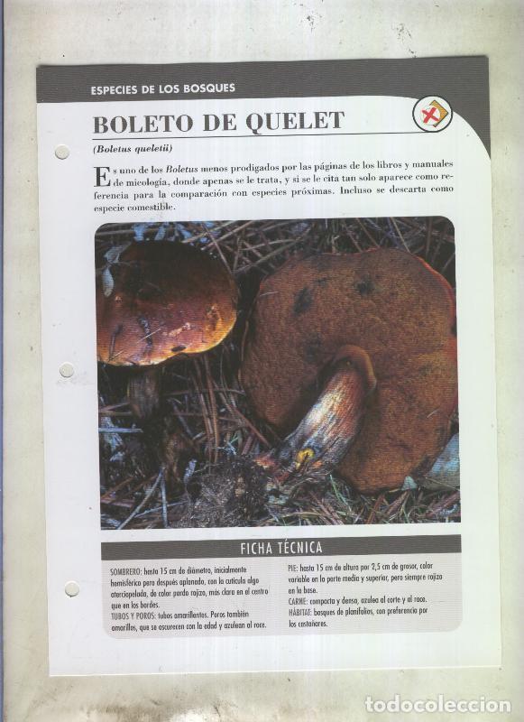 Postkarten: Bolets ficha 089: Boleto de Quelet (Boletus queletii) - Varios
