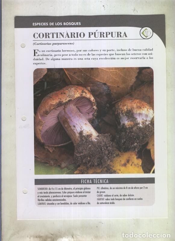 Postkarten: Bolets ficha 093: Cortinario purpura (cortinarius purpurascens) - Varios