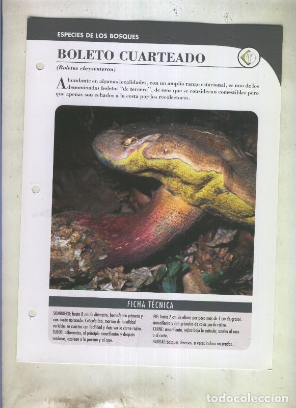 Postkarten: Bolets ficha 098: Boleto cuarteado (Boletus chrysenteron) - Varios
