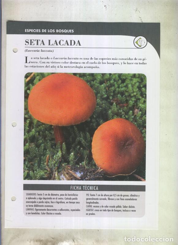Postkarten: Bolets ficha 095: Seta lacada (Laccaria laccata) - Varios