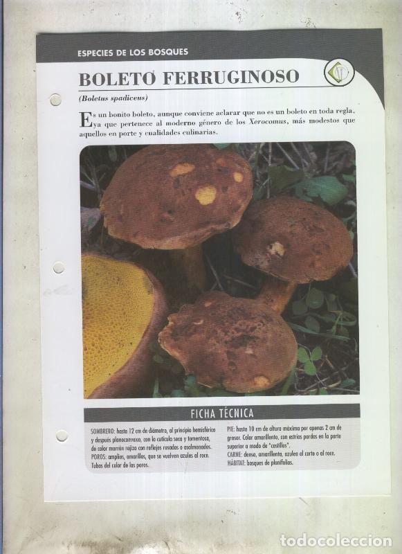 Postkarten: Bolets ficha 102: Boleto ferruginoso (Boletus spadiceus) - Varios