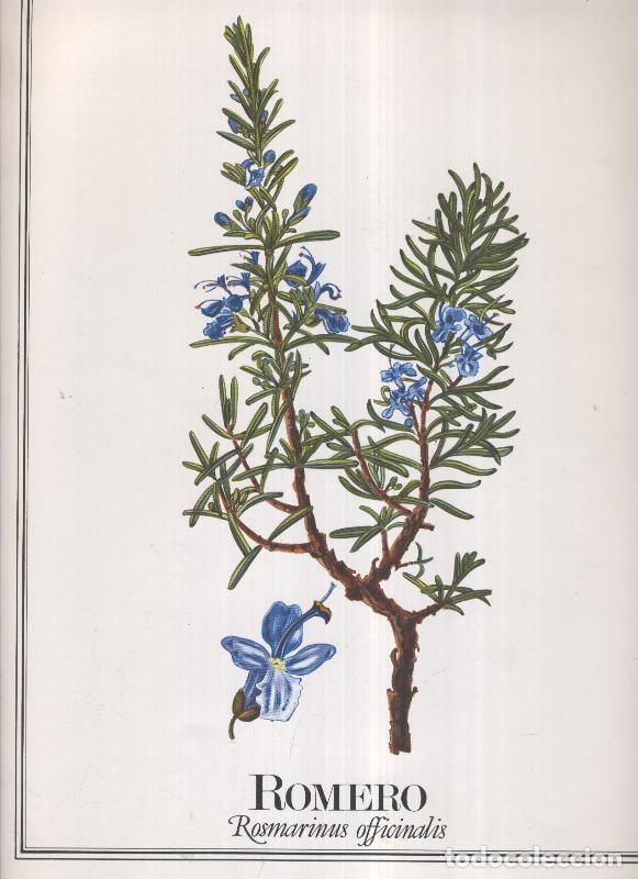 Cartes Postales: Lamina Planta medicinal: Romero - Varios