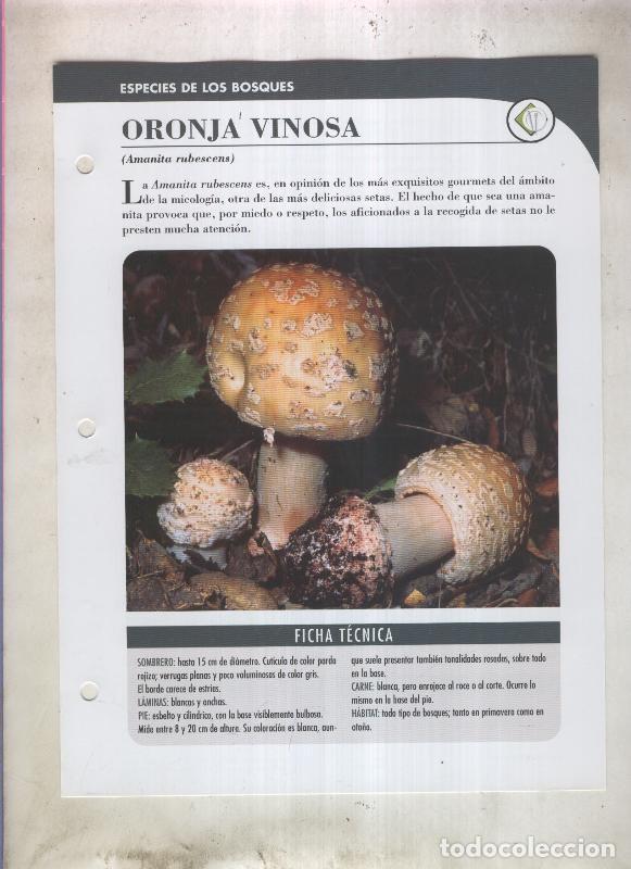 Postales: Bolets ficha 002: Oronja vinosa (amanita rubescens) - Varios