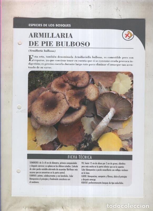 Postales: Bolets ficha 008: Armillaria de pie bulboso (armillaria bulbosa) - Varios