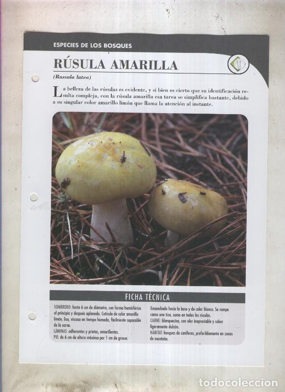 Postales: Bolets ficha 010: Rusula Amarilla (Russula lutea) - Varios