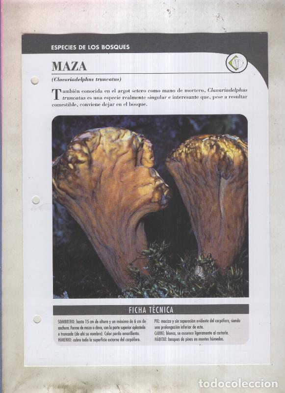 Cartoline: Bolets ficha 013: Maza (clavariadelphus truncatus) - Varios
