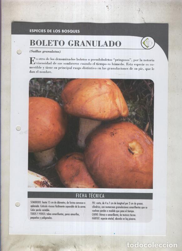 Cartoline: Bolets ficha 016: Boleto granulado (suillus granulatus) - Varios