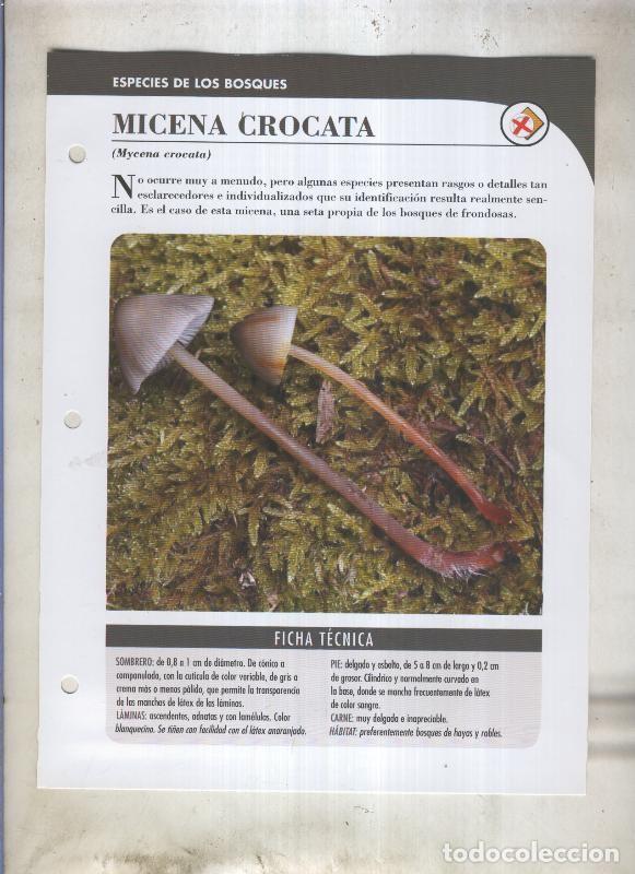 Cartoline: Bolets ficha 022: Micena Crocata (Mycena crocata) - Varios