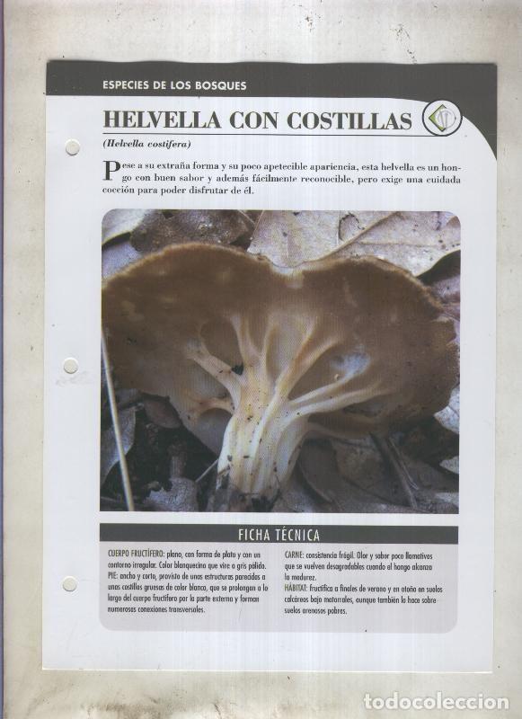 Cartoline: Bolets ficha 018: Helvella con costillas (Helvella costifera) - Varios