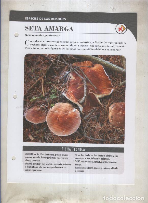 Cartoline: Bolets ficha 025: Seta amarga (Leucopaxillus gentianeus) - Varios