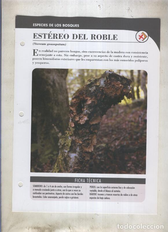 Cartoline: Bolets ficha 030: Estereo del roble (Stereum gausapatum) - Varios
