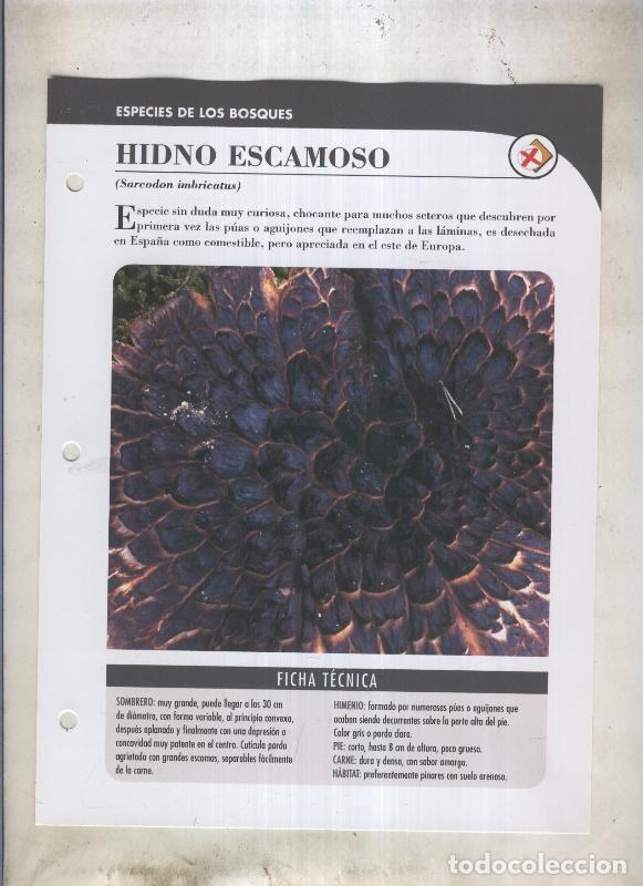 Cartoline: Bolets ficha 034: Hidno escamoso (Sarcodon imbricatus) - Varios