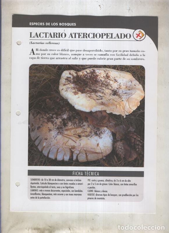 Cartoline: Bolets ficha 042: Lactario aterciopelado (Lactarius vellereus) - Varios
